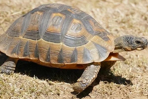 陆龟和水龟有什么区别，科属、外观、食性等方面均不同