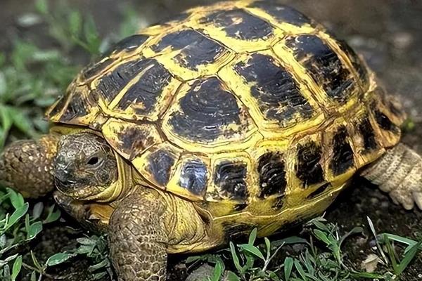 陆龟和水龟有什么区别，科属、外观、食性等方面均不同