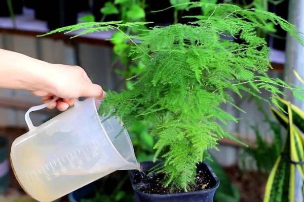 冬天怎么养护文竹，可半个月施一次稀释过的肥料