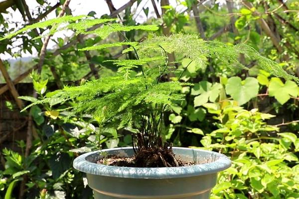 冬天怎么养护文竹，可半个月施一次稀释过的肥料