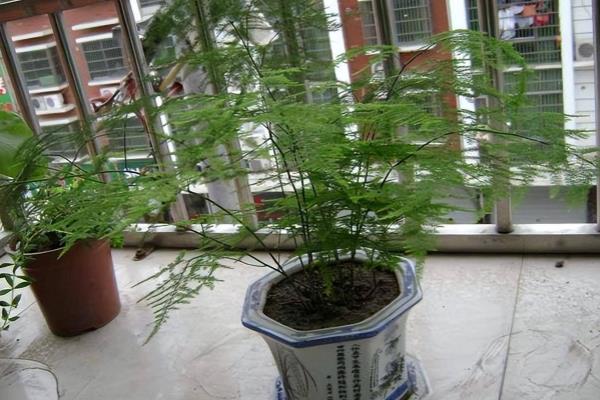 冬天怎么养护文竹，可半个月施一次稀释过的肥料