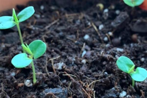 飞燕草的养殖方法，让其保持充足的光照
