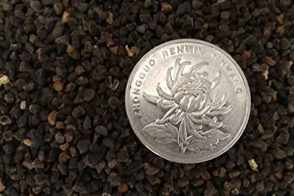 飞燕草的养殖方法，让其保持充足的光照