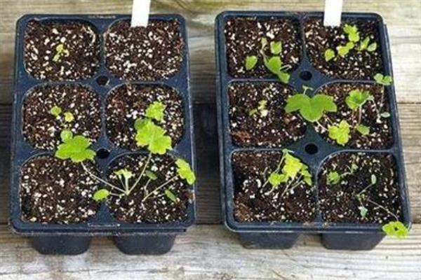 飞燕草的养殖方法，让其保持充足的光照