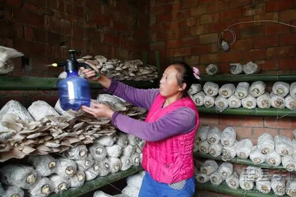 平菇摘完后怎么发第二次，首先要保持一定温差刺激