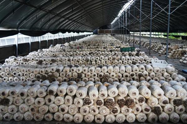 平菇摘完后怎么发第二次，首先要保持一定温差刺激