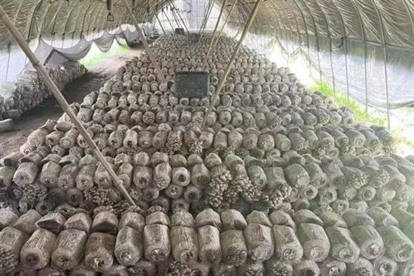 平菇摘完后怎么发第二次，首先要保持一定温差刺激