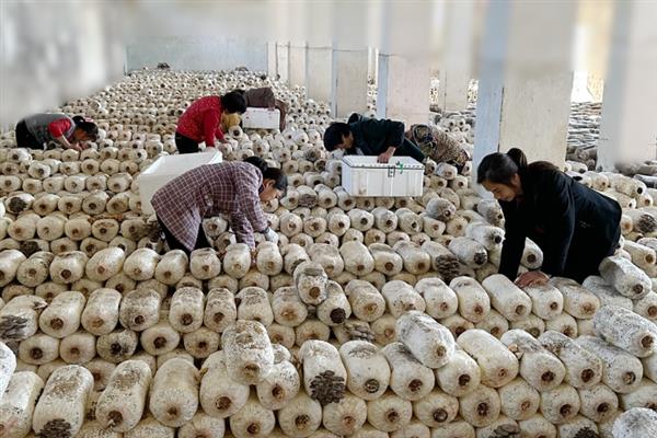 平菇摘完后怎么发第二次，首先要保持一定温差刺激