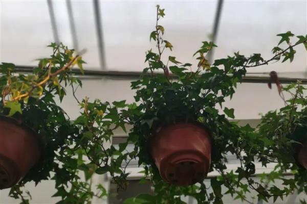 常春藤叶子干枯怎么处理，需调节水分并适当遮阴等