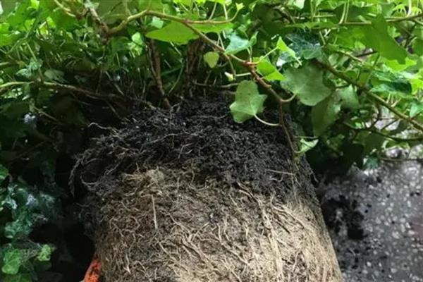 常春藤叶子干枯怎么处理，需调节水分并适当遮阴等