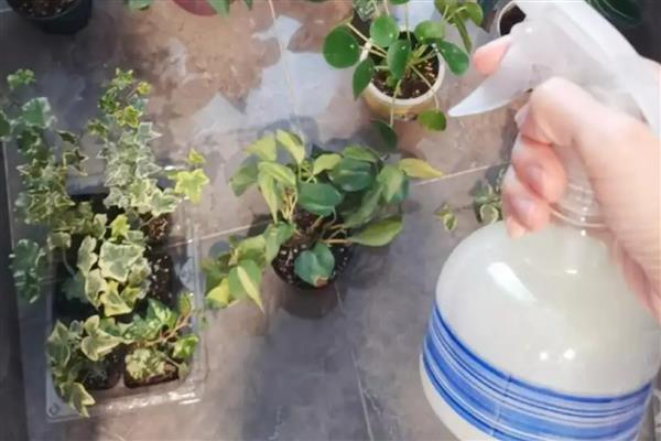 常春藤叶子干枯怎么处理，需调节水分并适当遮阴等