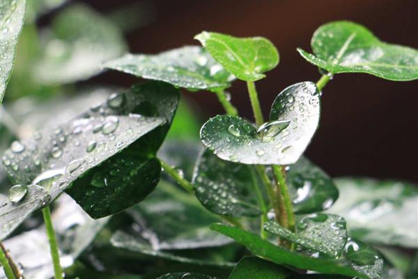 常春藤叶子干枯怎么处理，需调节水分并适当遮阴等
