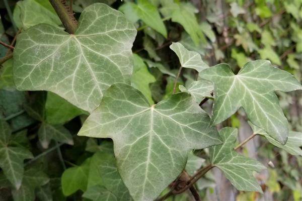 常春藤叶子干枯怎么处理，需调节水分并适当遮阴等