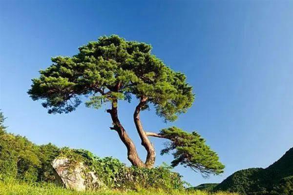 松树下山桩如何保活，根部要保证完整