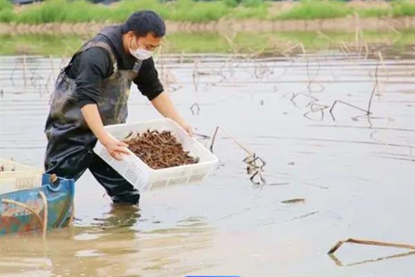 小龙虾一年可以养多少批，养殖三批具有较高的效益