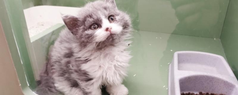 猫咪患泌尿系统疾病原因，可能是猫粮含水量低或生理结构所致