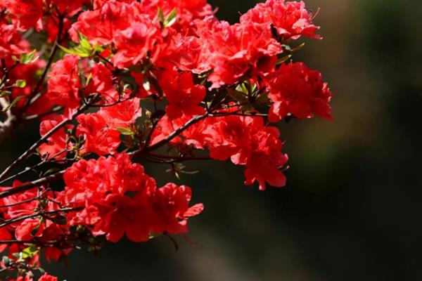 啼血杜鹃的简介，属于杜鹃花目、杜鹃花科灌木
