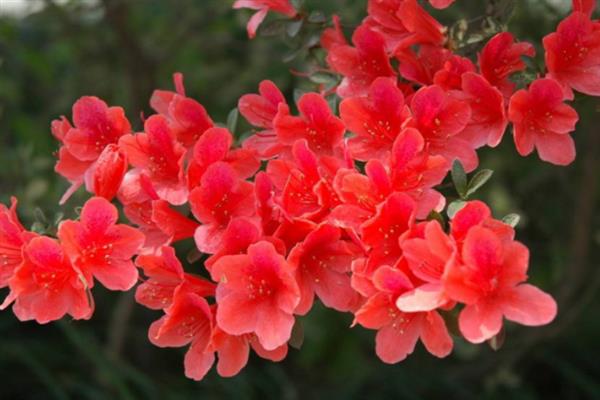 啼血杜鹃的简介，属于杜鹃花目、杜鹃花科灌木