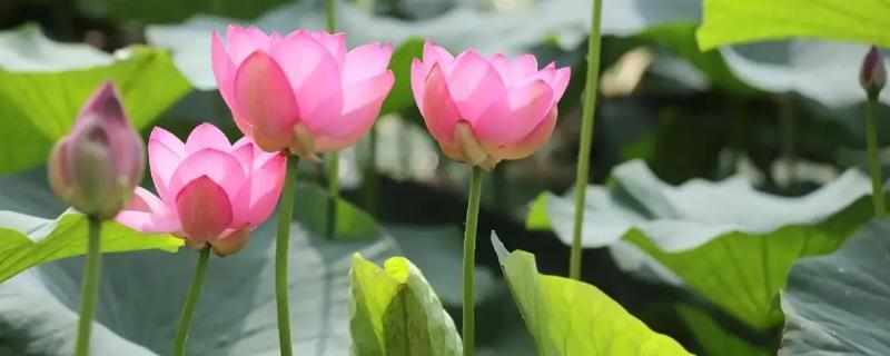 代表夏天的花卉，荷花最具代表性