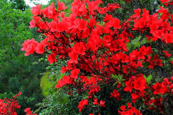 啼血杜鹃的简介，属于杜鹃花目、杜鹃花科灌木