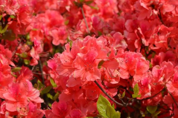 啼血杜鹃的简介，属于杜鹃花目、杜鹃花科灌木