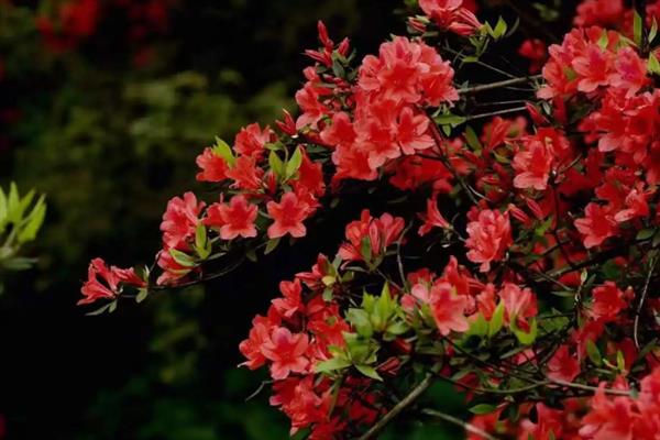 啼血杜鹃的简介，属于杜鹃花目、杜鹃花科灌木