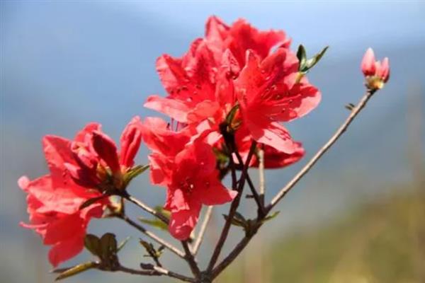 啼血杜鹃的简介，属于杜鹃花目、杜鹃花科灌木