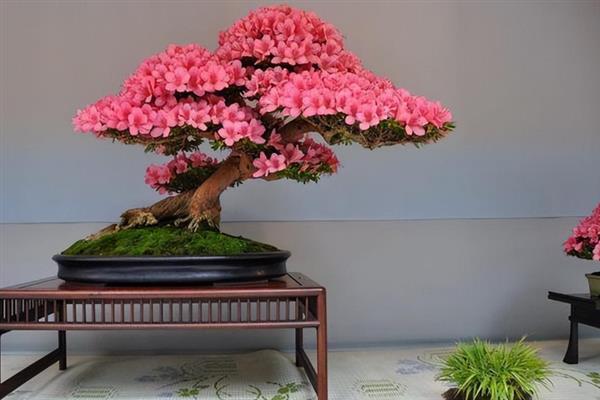 啼血杜鹃的简介，属于杜鹃花目、杜鹃花科灌木