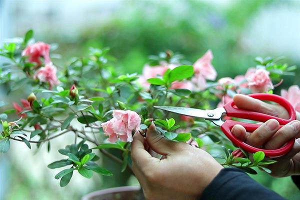 啼血杜鹃的简介，属于杜鹃花目、杜鹃花科灌木