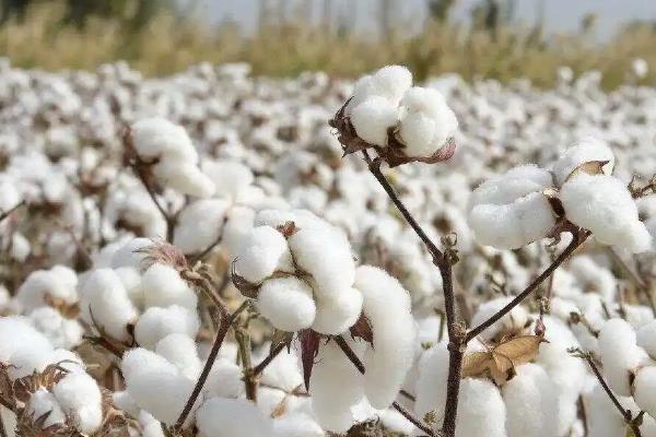 新疆棉花什么季节收获，新疆棉花一般在8-10月份采摘