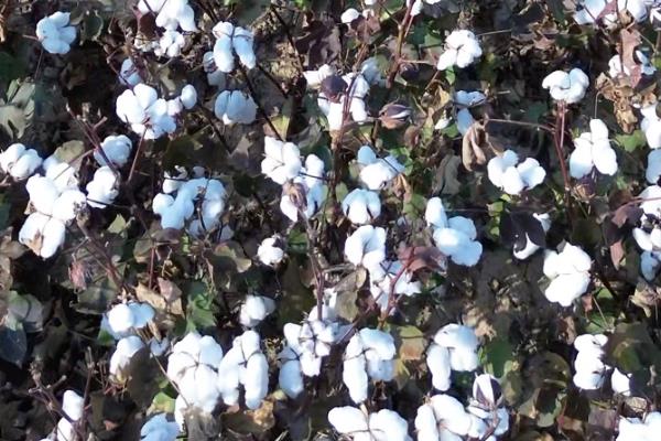 新疆棉花什么季节收获，新疆棉花一般在8-10月份采摘