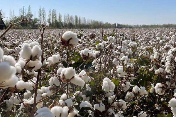 新疆棉花什么季节收获，新疆棉花一般在8-10月份采摘