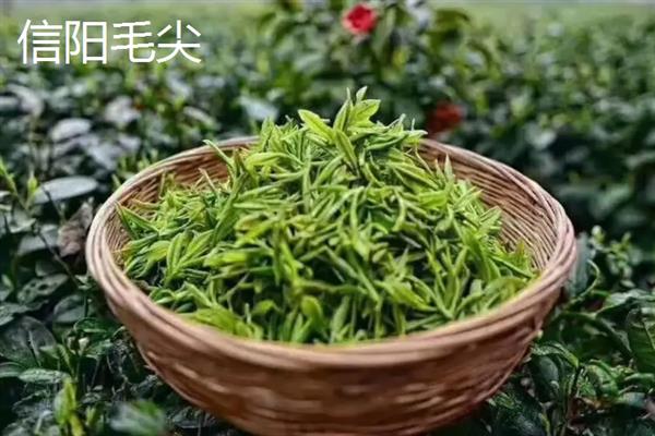 毛尖茶是绿茶吗，毛尖茶是绿茶