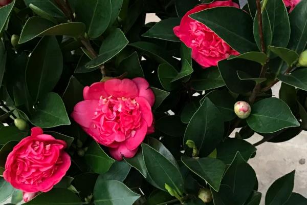 茶花怕不怕冻，茶花是非常怕冻的