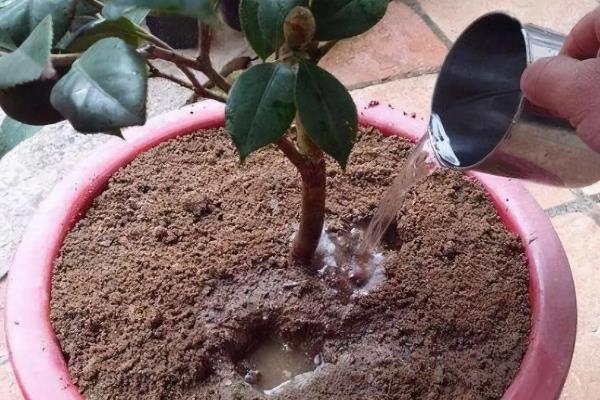 茶花怕不怕冻，茶花是非常怕冻的