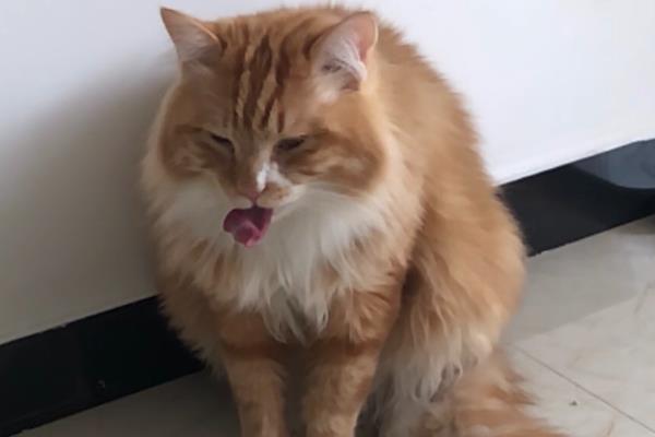 猫连续打喷嚏的原因，可能是闻到了刺激性气味或异物刺激等