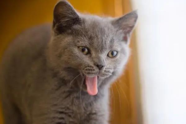 猫连续打喷嚏的原因，可能是闻到了刺激性气味或异物刺激等
