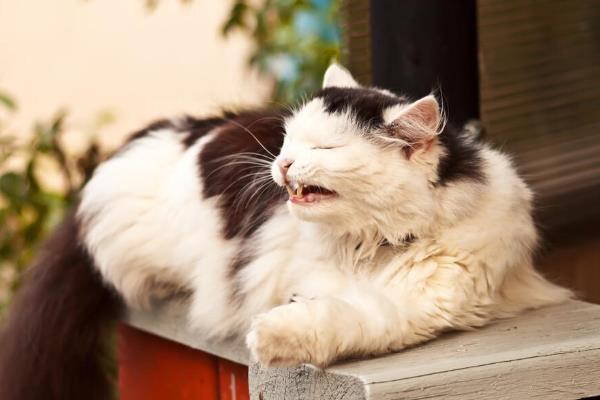 猫连续打喷嚏的原因，可能是闻到了刺激性气味或异物刺激等