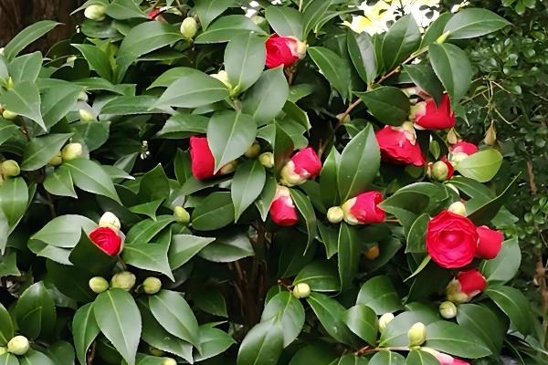 茶花怕不怕冻，茶花是非常怕冻的