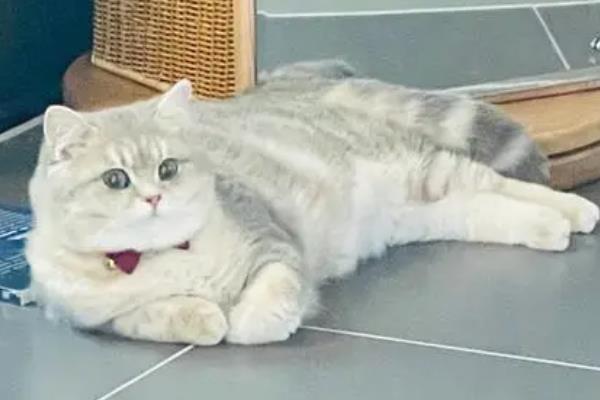 猫连续打喷嚏的原因，可能是闻到了刺激性气味或异物刺激等
