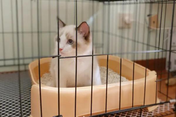 猫连续打喷嚏的原因，可能是闻到了刺激性气味或异物刺激等