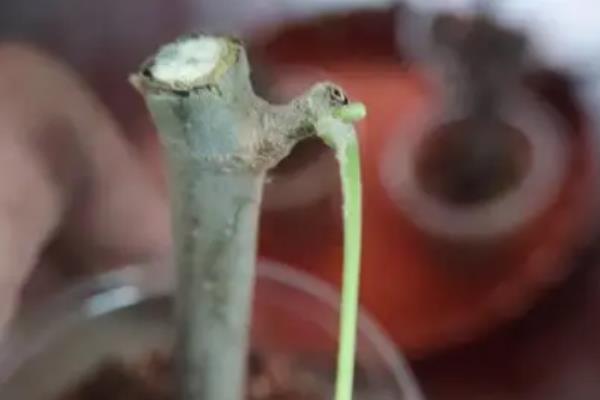 榆叶梅怎么繁殖，主要有以下5种方法