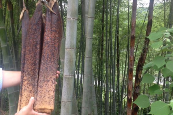 如何挑选粽叶，要选颜色是暗黄的
