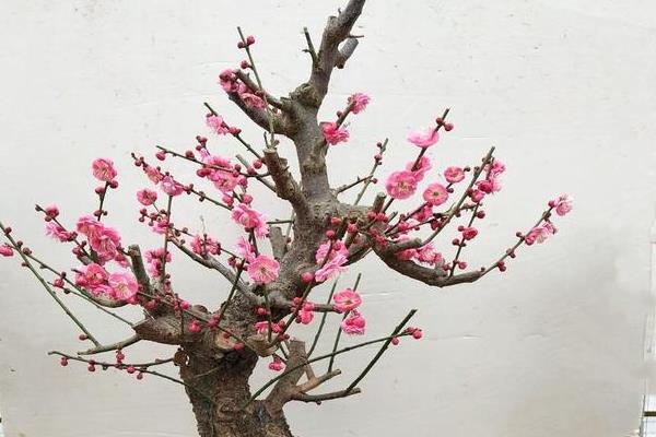 榆叶梅怎么繁殖，主要有以下5种方法