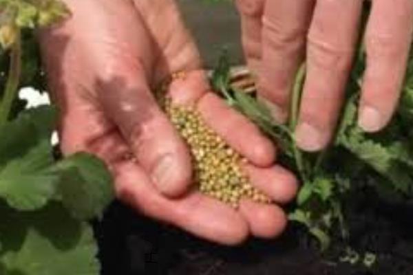 复合肥的使用方法，可用作基肥、追肥等