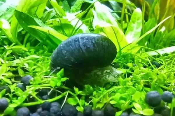 黑金刚螺会不会产卵，异体繁殖具备产卵能力