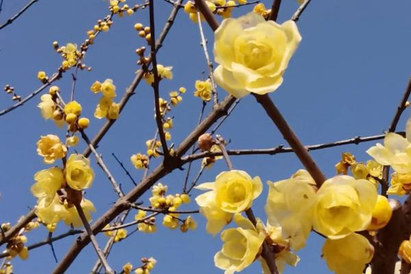 腊梅花结果有什么寓意，寓意幸运、坚强等