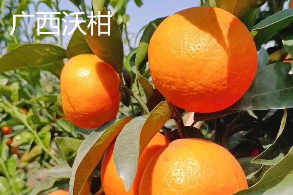 广西沃柑和云南沃柑哪个更甜，广西沃柑更甜
