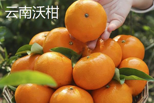 广西沃柑和云南沃柑哪个更甜，广西沃柑更甜