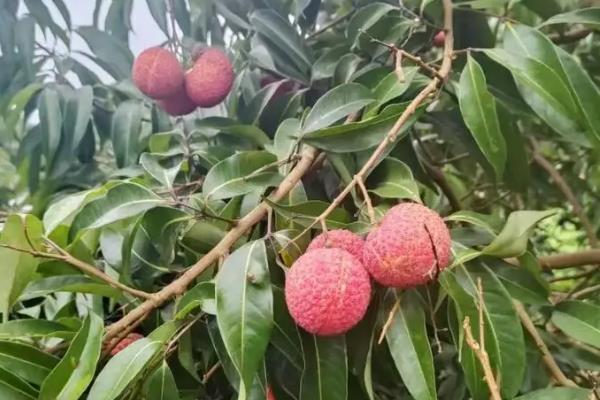 无核荔枝是否属于转基因，是人工选育的品种与转基因无关